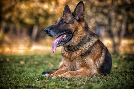 德国牧羊犬阿尔萨斯警犬