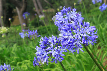 风信子花