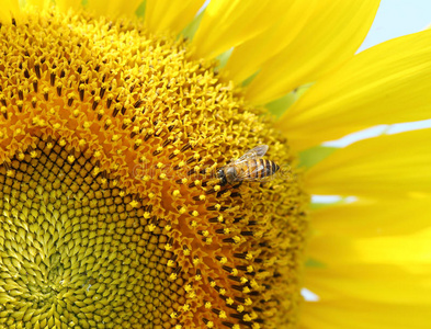 向日葵上的蜜蜂特写镜头