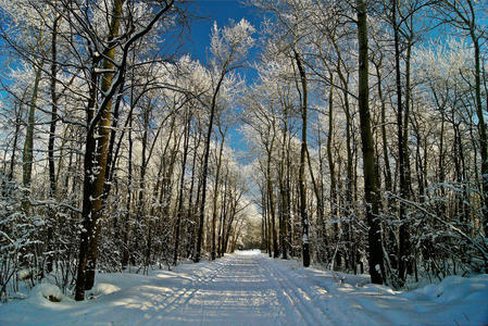 时间 地区 自然 寒冷的 分支 下雪 旅行 情景 形象 太阳