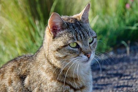 灰斑猫图片