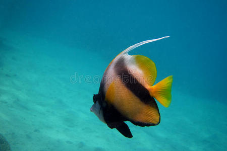 红海旗鱼游泳图片