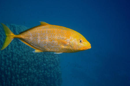 柠檬黄鲭鱼图片