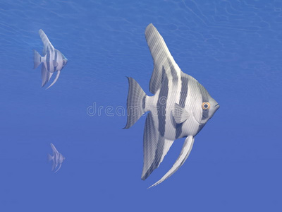 水底天使鱼3d渲染