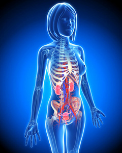 女性泌尿系统蓝色x射线环