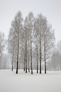 冬天的树木