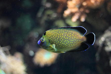 斑的翡翠鱼金斑天使鱼照片