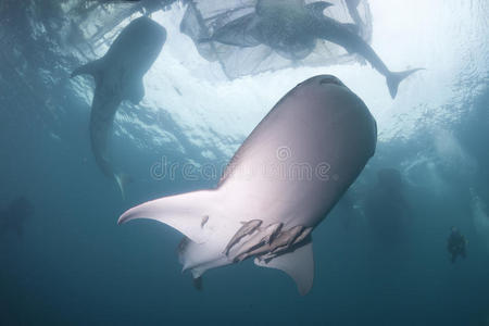 鲸鲨水下特写肖像