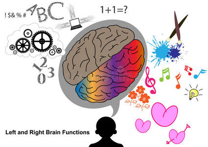 左右脑功能照片