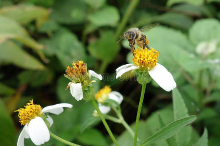 蜜蜂吃花蜜图片