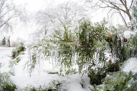 暴风雪过后，常绿的针叶冻住了