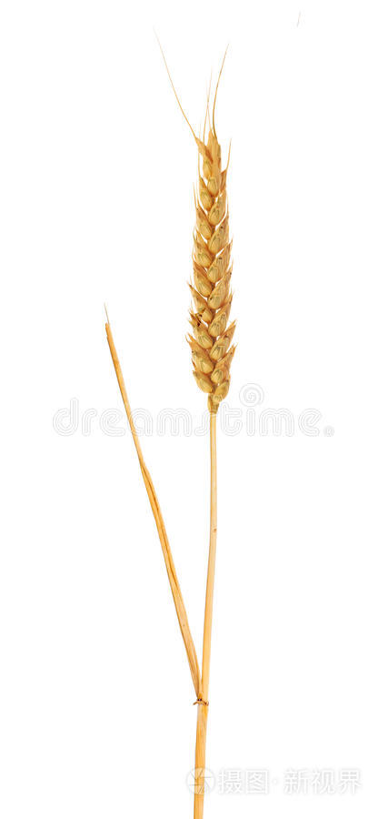 黄麦单株穗