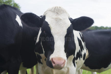 荷兰奶牛图片