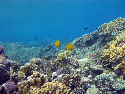 热带海底有珊瑚礁和蝴蝶鱼