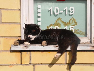 猫睡在商店附近