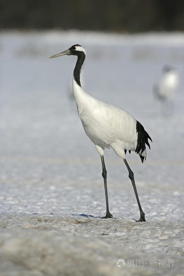 丹顶鹤或日本鹤,照片-正版商用图片0z43lr-摄图新视界