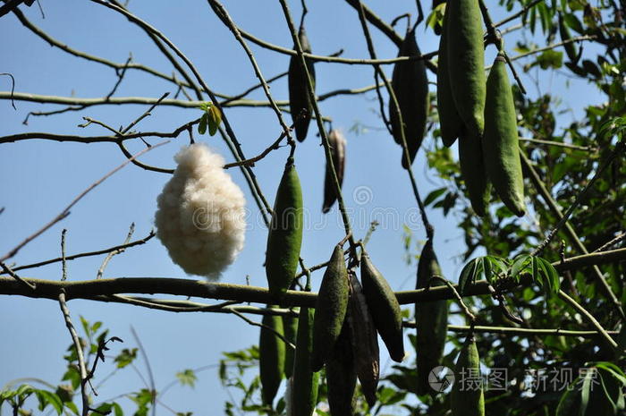 木棉树果实