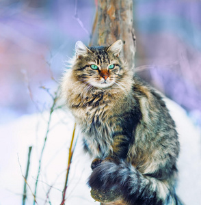 冬天的猫