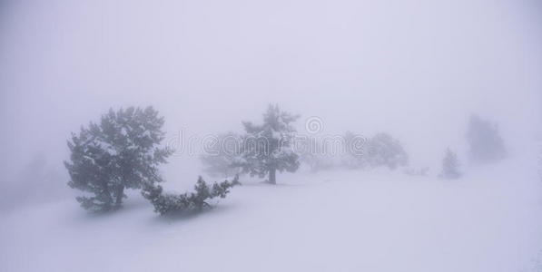 雾中雪中的树图片