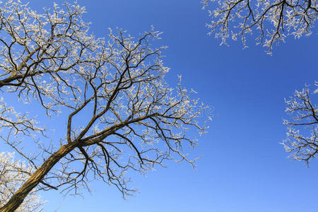 霜冻覆盖的树木，冬天在明亮的天空上轮廓分明