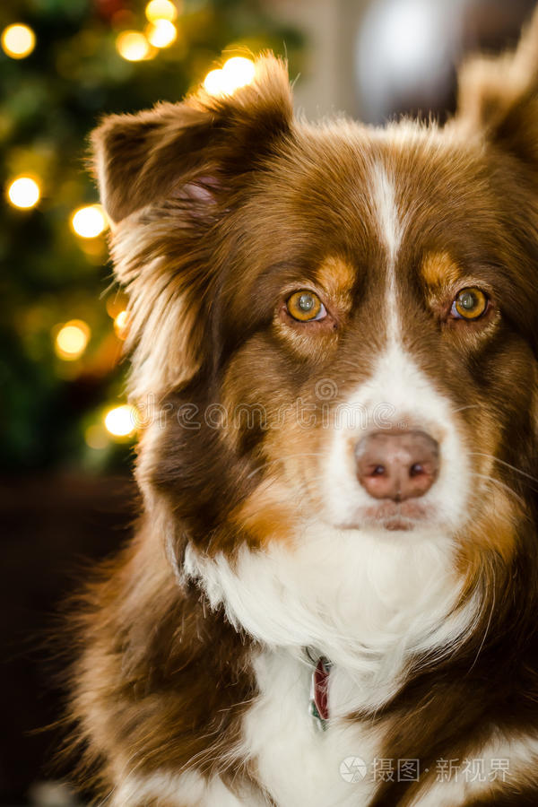 可爱的棕色澳大利亚牧羊犬