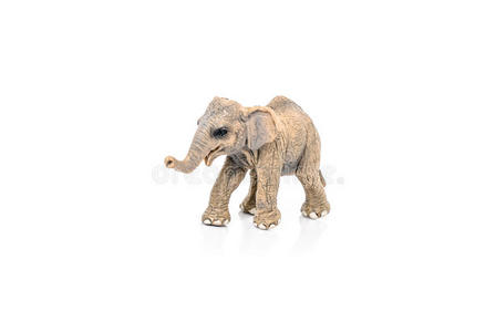 白底亚洲象的缩影图片