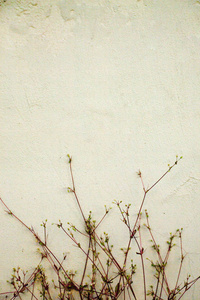 墙壁背景与花