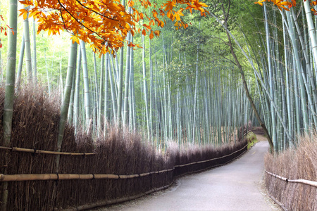 竹子林的岚山京都附近在金秋时节，日本