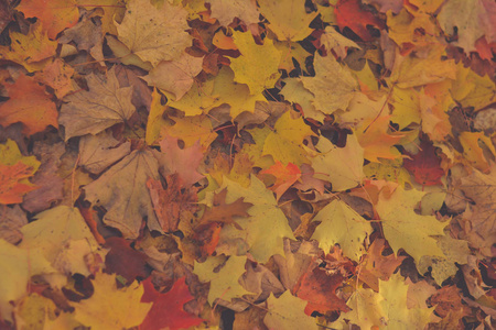 美丽的秋天背景，树叶，秋天的颜色