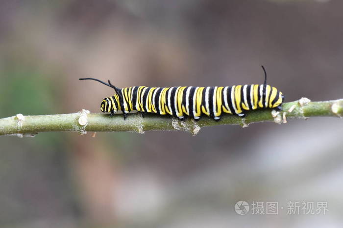 帝王蝶幼虫照片 正版商用图片0z4n10 摄图新视界