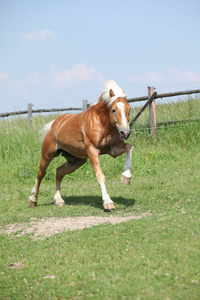 令人惊异的 haflinger 在牧草上运行