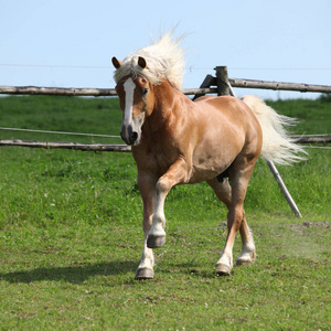 令人惊异的 haflinger 在牧草上运行