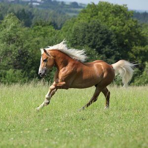 令人惊异的 haflinger 在牧草上运行