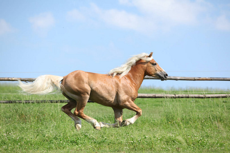 令人惊异的 haflinger 在牧草上运行