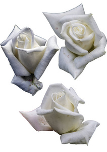 白色背景上的玫瑰花