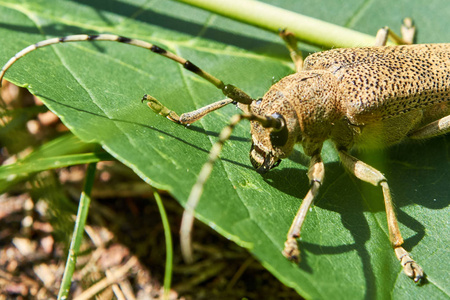 森林的甲虫图片