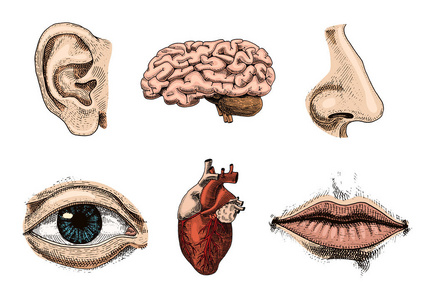 人类生物学，器官解剖图。刻的手绘在旧素描和复古的风格。面对详细的吻 嘴唇和耳朵 眼睛或视图，看鼻子