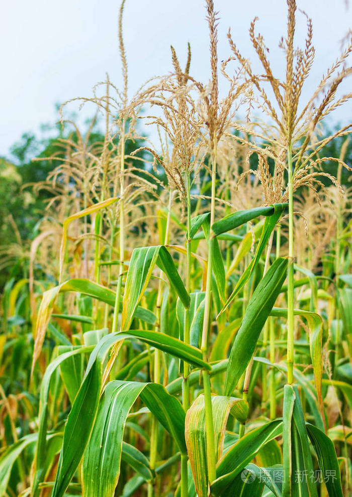 成熟的玉米的茎