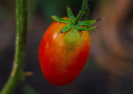 在茎上的美丽番茄