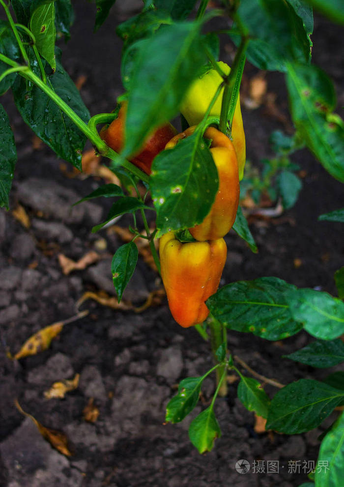 种植辣椒的果实