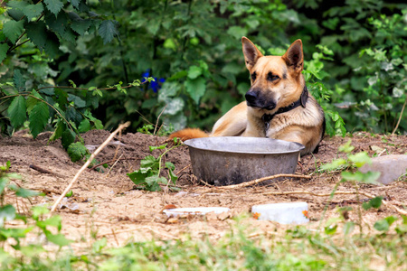 德国牧羊犬坐在森林里的草地上