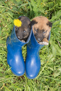 两个小狗西伯利亚狗皮草地上的蒲公英
