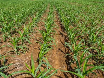 绿色的玉米地图片