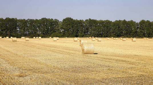 收获小麦后收集的麦秸捆。 微型股票照片