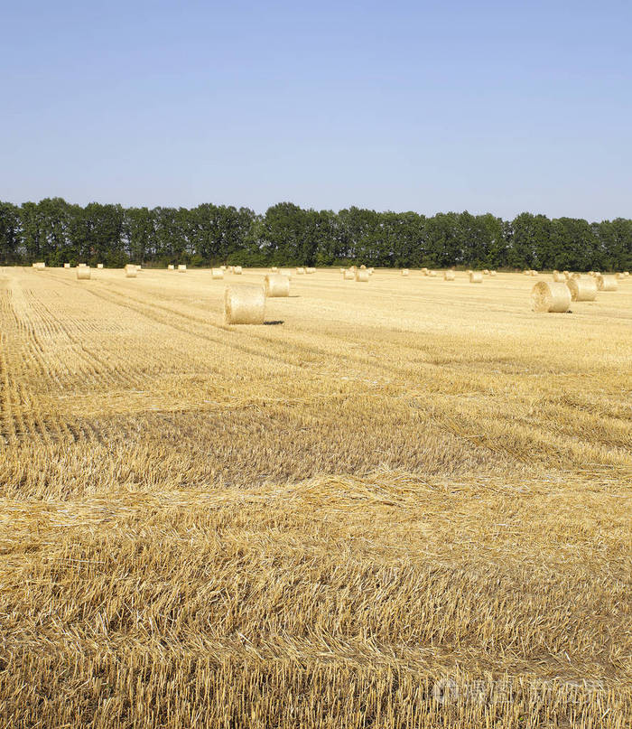 收获小麦后收集的麦秸捆微型股票照片