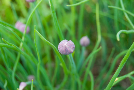 花园中的小葱紫罗兰