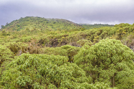 scalesia forest, Galapagos, 厄瓜多尔