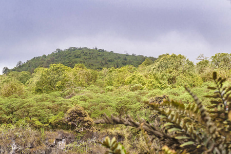 scalesia forest, Galapagos, 厄瓜多尔