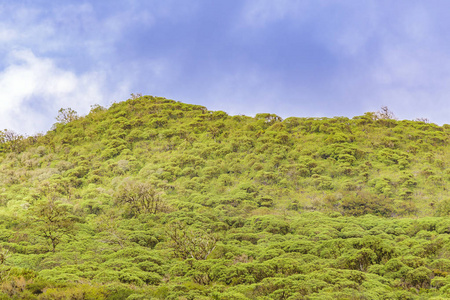 scalesia forest, Galapagos, 厄瓜多尔