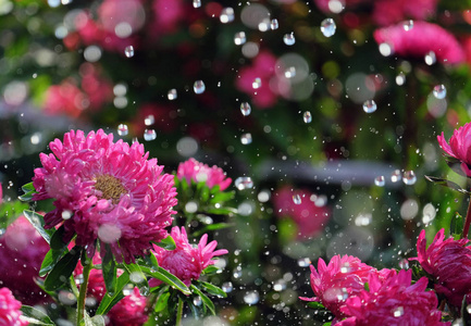 雨中的花机图片